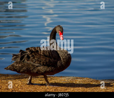 Schwarzer Schwan Stockfoto