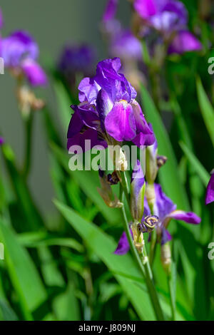 Nahaufnahme der schönen lila Iris blüht im Frühling, die Blüten auf einem Beet in einem Garten. Stockfoto