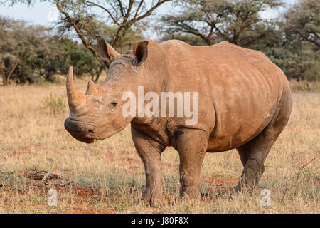 Erwachsenen White Rhino im südlichen afrikanischen Savanne Stockfoto