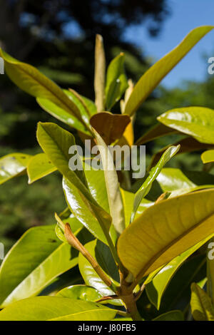 Aufstrebenden Blattknospen auf Magnolia Grandiflora, Immergrüne Magnolie, Bull Lorbeerbaum. Stockfoto