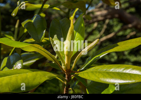 Aufstrebenden Blume und Blatt Knospen auf Magnolia Grandiflora, Immergrüne Magnolie, Bull Lorbeerbaum. Stockfoto