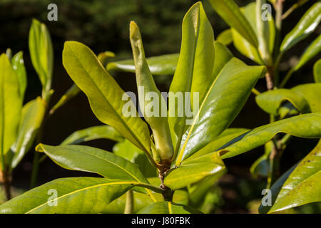 Aufstrebenden Blume und Blatt Knospen auf Magnolia Grandiflora, Immergrüne Magnolie, Bull Lorbeerbaum. Stockfoto