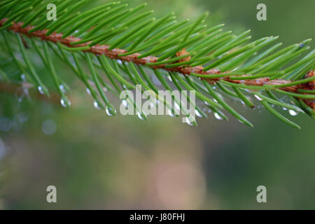 Fichte nach Regen. Nahaufnahme von Wassertropfen auf den Nadeln. Stockfoto