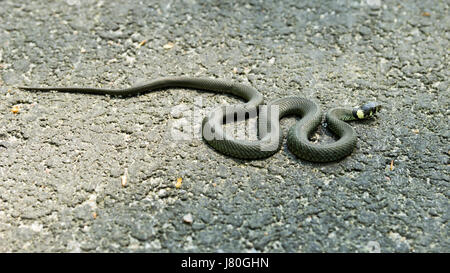 Ringelnatter auf Asphalt in der Sonne aalen Stockfoto