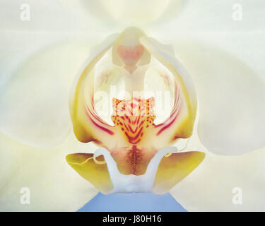 Detail einer Orchidee Blume Stockfoto