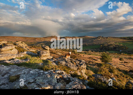 Collie Hund Blick auf die Ansicht von Hayne Down auf Dartmoor in Richtung Haytor, Sattel Tor, Hound Tor und Rippon Tor Stockfoto