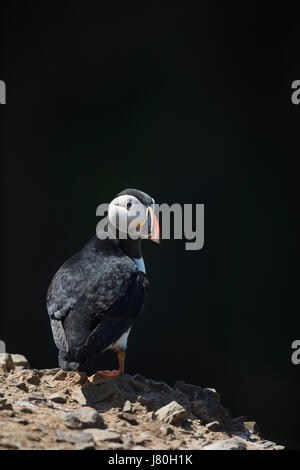 Einsamer Erwachsenen Papageitaucher peering um während Docke am Rand der Klippe mit Felswand als schwarzer Hintergrund schattigen Stockfoto