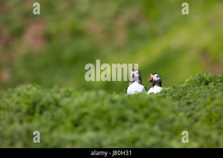 Paar Papageitaucher blickte über die Braue des Hügels während der Brutzeit auf Skomer Island Stockfoto