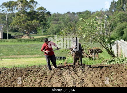 Frau Bäuerin bewirtschaften das Land mit einem Esel in Galicien in Nordspanien. Pflügen Feld Land Landwirtschaft Landwirtschaft Spanisch Espania Stockfoto