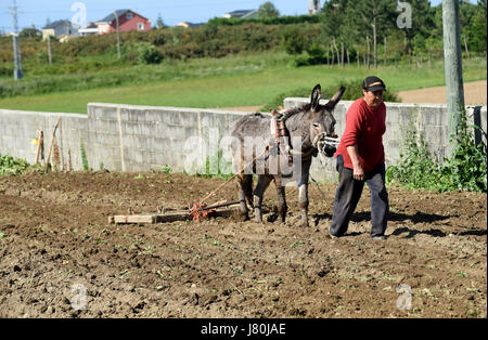 Frau Bäuerin bewirtschaften das Land mit einem Esel in Galicien in Nordspanien. Pflügen Feld Land Landwirtschaft Landwirtschaft Spanisch Espania Stockfoto