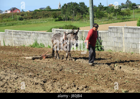 Frau Bäuerin bewirtschaften das Land mit einem Esel in Galicien in Nordspanien. Pflügen Feld Land Landwirtschaft Landwirtschaft Spanisch Espania Stockfoto