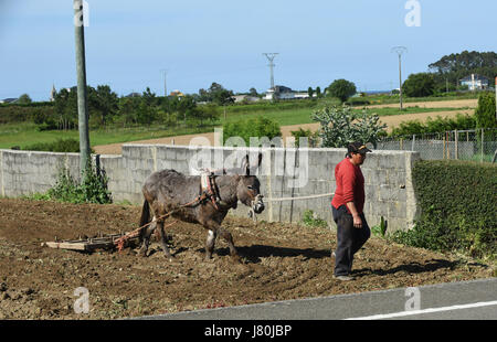 Frau Bäuerin bewirtschaften das Land mit einem Esel in Galicien in Nordspanien. Pflügen Feld Land Landwirtschaft Landwirtschaft Spanisch Espania Stockfoto