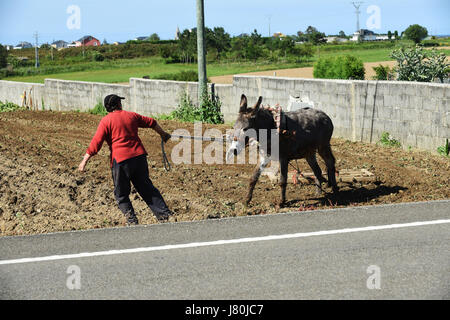 Frau Bäuerin bewirtschaften das Land mit einem Esel in Galicien in Nordspanien. Pflügen Feld Land Landwirtschaft Landwirtschaft Spanisch Espania Stockfoto