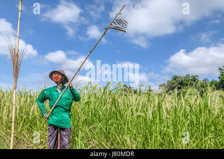 Reisterrassen, Jatiluwih, Bali, Indonesien, Asien Stockfoto