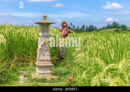 Reisterrassen, Jatiluwih, Bali, Indonesien, Asien Stockfoto