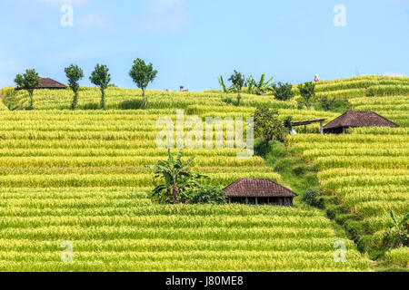 Reisterrassen, Jatiluwih, Bali, Indonesien, Asien Stockfoto