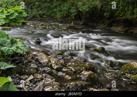 Fluss Dove fließt über die Felsen durch die üppige, Frühling Laub von beresford Dale in Derbyshire, England, Großbritannien, im Mai 2017 Stockfoto