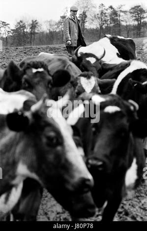 Landwirt Landwirtschaft Großbritannien England 1970 Milchbauern mit Rinder Kühe. Untere und obere Schlachtung sind zwei Dörfer auf dem Fluss Auge und werden wissen, wie die schlachtungen. 1975 HOMER SYKES Stockfoto