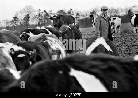 Farmer Farming UK 1970s Milchbauern mit Rinderkühen. Die Cotswolds. Lower and Upper Slaughter Gloucestershire England 1975 HOMER SYKES Stockfoto