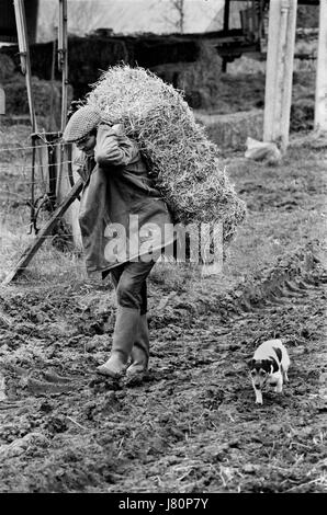 Farmer Farming UK England 1970er Jahre Gloucestershire Milchbauer, der einen Strohballen zur Fütterung seiner Kühe trägt. Die Cotswolds, Upper Slaughter, Gloucestershire Lower und Upper Slaughter sind Zwillingsdörfer am River Eye und werden als Slaughters bezeichnet. HOMER SYKES Stockfoto