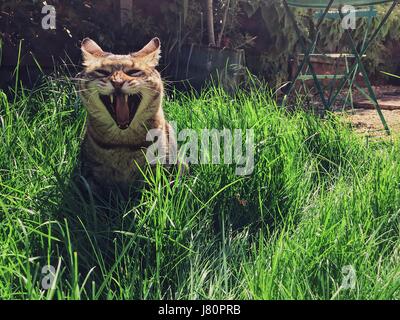 Tabby Katze, Gähnen in der Wiese Stockfoto