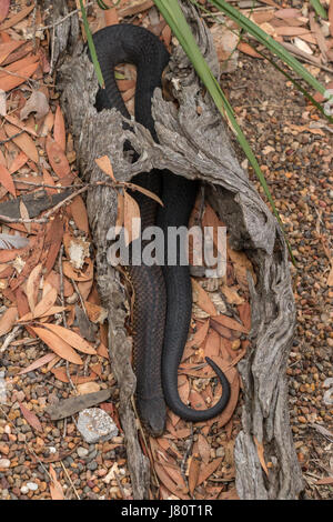 Lowland copperhead (Austrelaps superbus), eine giftige Schlange in Australien. Stockfoto