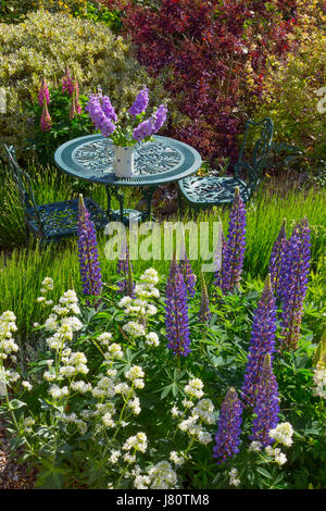 Blaue Lupinen und weiße Baldrian im Vordergrund im Bauerngarten mit einer Fülle von Pflanzen und Blumen blühen. Stockfoto