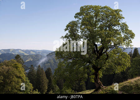 Ahornbaum beim Aufstieg auf die Nagelfluhkette, Allgäuer Alpen, Deutschland. Naturpark Nagelfluhkette in den Allgäuer Alpen, Deutschland Stockfoto