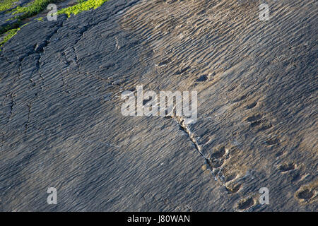 Frühe Tetrapoden Trackway, Valentia Island, County Kerry, Irland Stockfoto