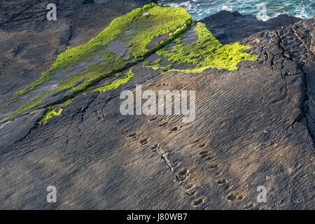 Frühe Tetrapoden Trackway, Valentia Island, County Kerry, Irland Stockfoto