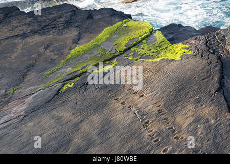 Frühe Tetrapoden Trackway, Valentia Island, County Kerry, Irland Stockfoto