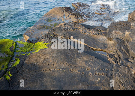 Frühe Tetrapoden Trackway, Valentia Island, County Kerry, Irland Stockfoto