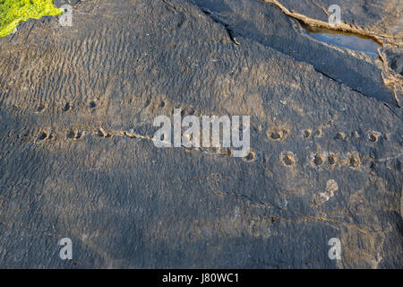 Frühe Tetrapoden Trackway, Valentia Island, County Kerry, Irland Stockfoto