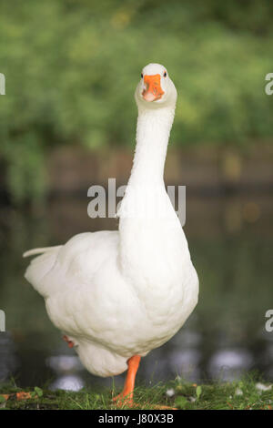 Inländische weiße Gans stehend Stockfoto