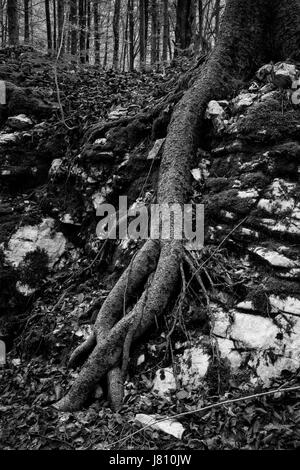 Schwarz / weiß verdreht Wurzeln und weißen Felsen in einen Wald-Slowenien Stockfoto