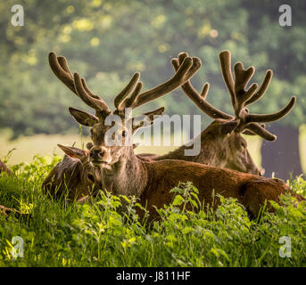 Rothirsch, Wollaton Park, Nottingham, UK. Stockfoto