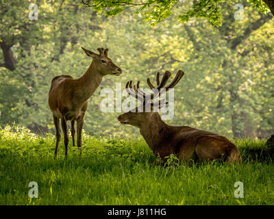 Rothirsch, Wollaton Park, Nottingham, UK. Stockfoto
