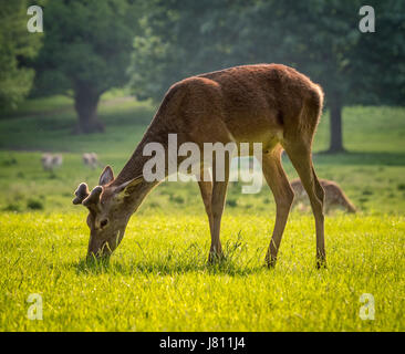 Rothirsch, Wollaton Park, Nottingham, UK. Stockfoto