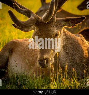 Rothirsch, Wollaton Park, Nottingham, UK. Stockfoto