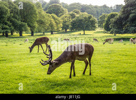 Rothirsch, Wollaton Park, Nottingham, UK. Stockfoto