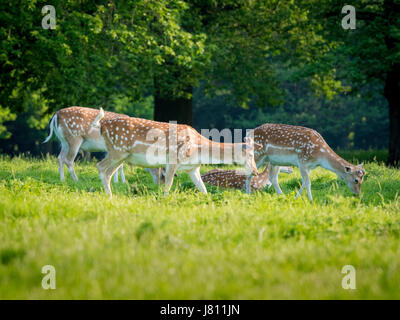 Damwild, Wollaton Park, Nottingham, UK. Stockfoto