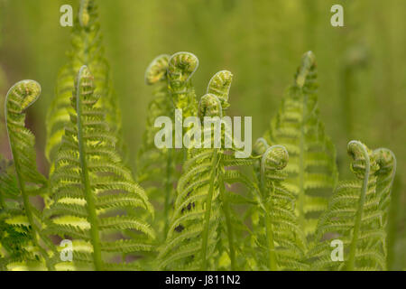 Farn schießt (Pteridium Aquilinum) in Arduaine Garden, Argyll and Bute, Scotland, United Kingdom. Stockfoto