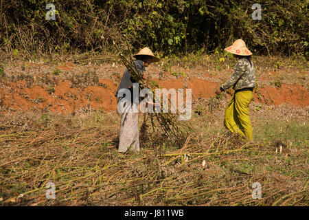 Asien, MYANMAR (BURMA), Shan-Staat, Nyaungshwe, Frauen Ernte Taube Erbse Ernte Stockfoto
