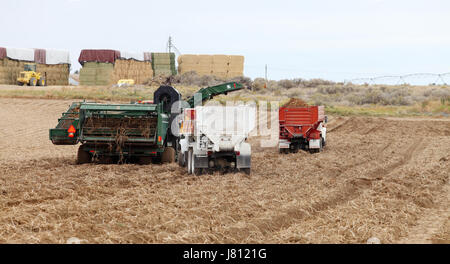 Mechanisierte Ernte von Kartoffeln in den fruchtbaren Feldern von Idaho. Stockfoto