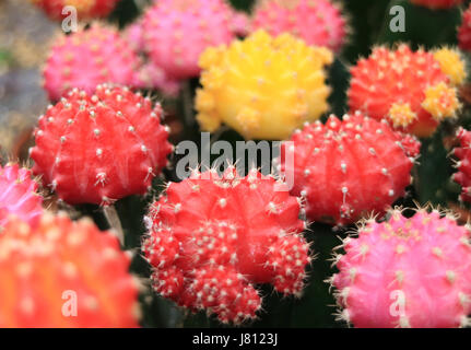 Geschlossen bis Bunch of Vibrant Pink, gelb, Rot Farbe Mini-Kakteen, Hintergründe und Texturen mit selektiven Fokus Stockfoto