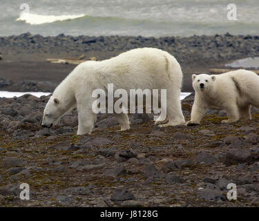 Eisbär auf Franz-Josef-Land. Wegen des Mangels an Dichtungen und Eis Bären auf der Suche nach Nahrung auf Inseln: junge Mutter und Cub Fütterung am Meeresufer Emissionen; Stockfoto