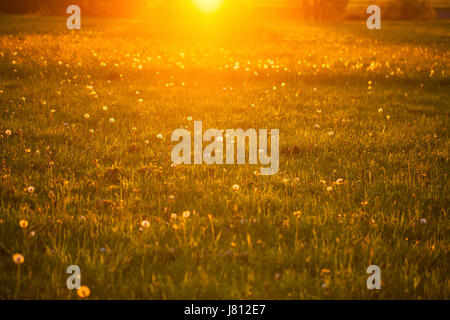 Wiese mit Löwenzahn im Abendlicht Stockfoto