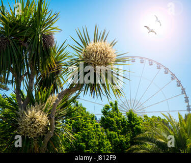 GB - DEVON: Englische Riviera Rad in Torquay Stockfoto