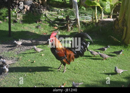 Kauai-Hahn Stockfoto