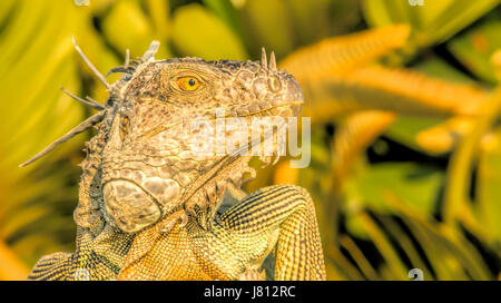 Grüner Leguan Stockfoto
